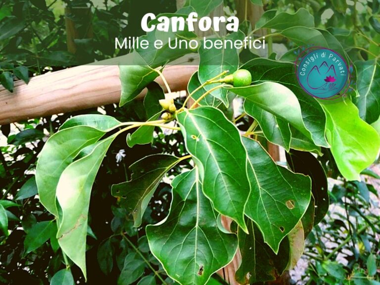 canfora mille e uno benefici