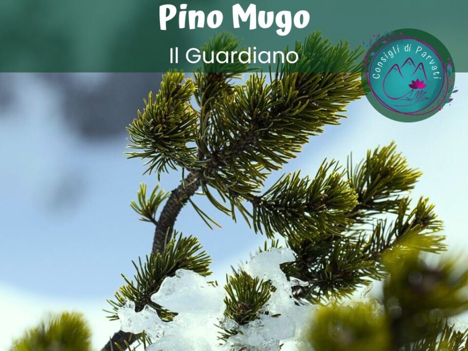 Pino Mugo - consiglidiparvati.net